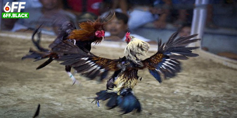 Nghệ Thuật Chơi Gà Chọi 6FF Bản Sắc Dân Gian Sống Dậy