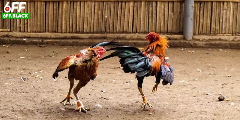 Trải Nghiệm Nền Tảng 6FF Đá Gà Cựa Đấu Trường Máu Lửa