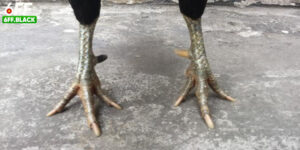 Khám Phá Vảy Gà Quý 6FF Bí Quyết Chọn Chiến Kê Xuất Sắc